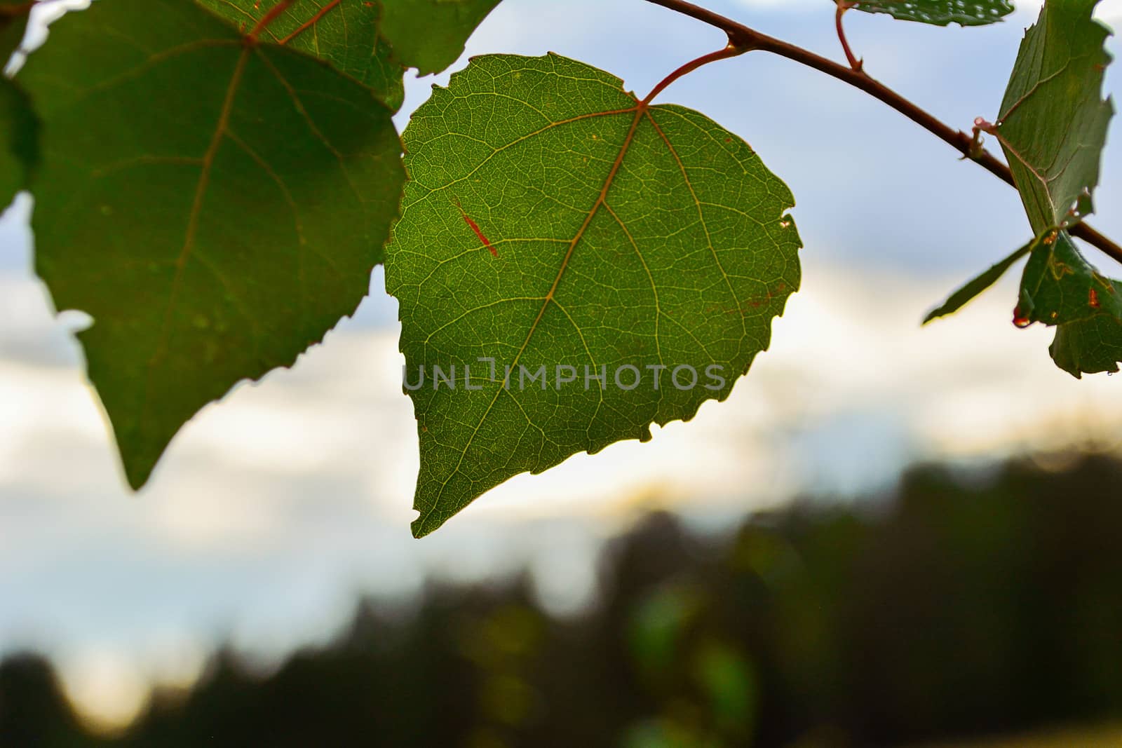 Green leaves on blue sky background