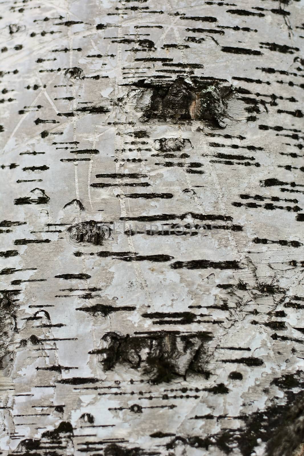 Birch bark texture. Close view. by esal78