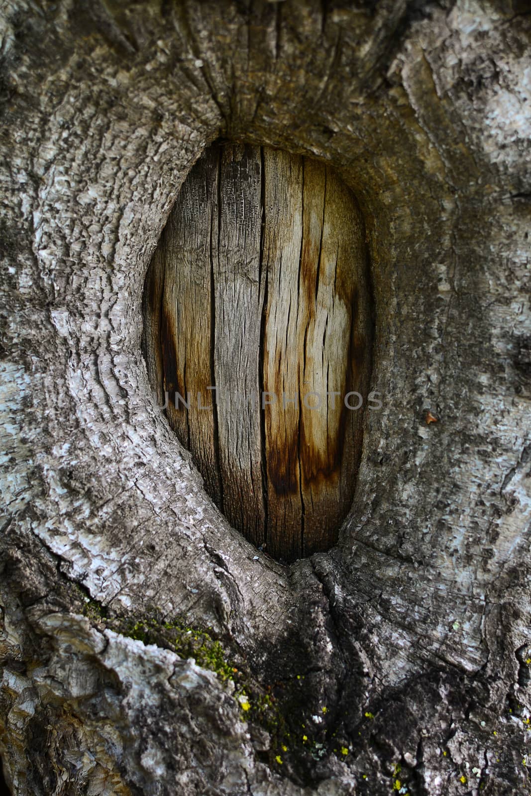 The texture of the tree bark birch is damaged. Birch tree bark texture. Damage to the bark of a tree like a portal or door.