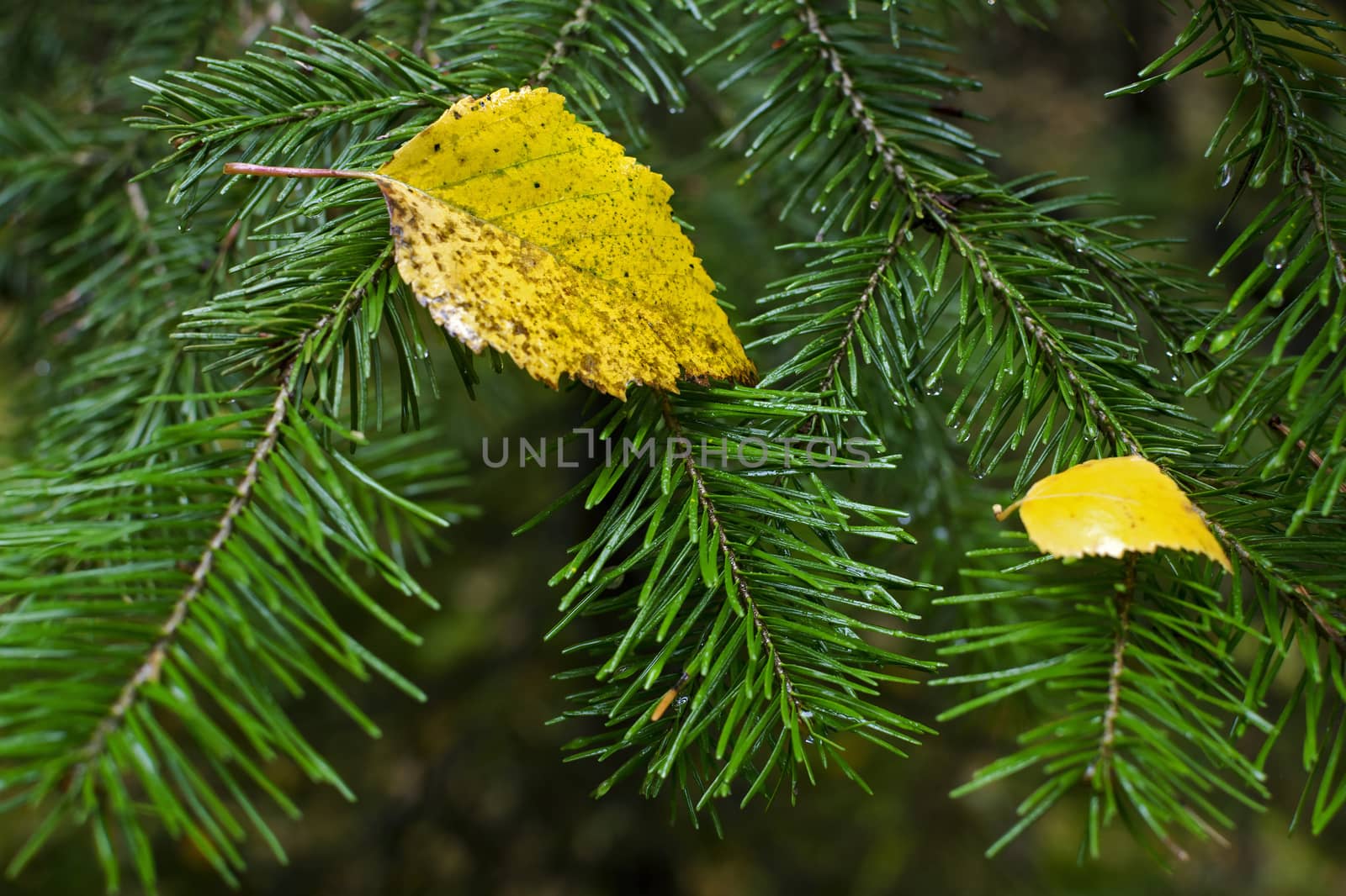 Autumn background with fallen on spruce branches yellow leaf. Background with autumn leaves.