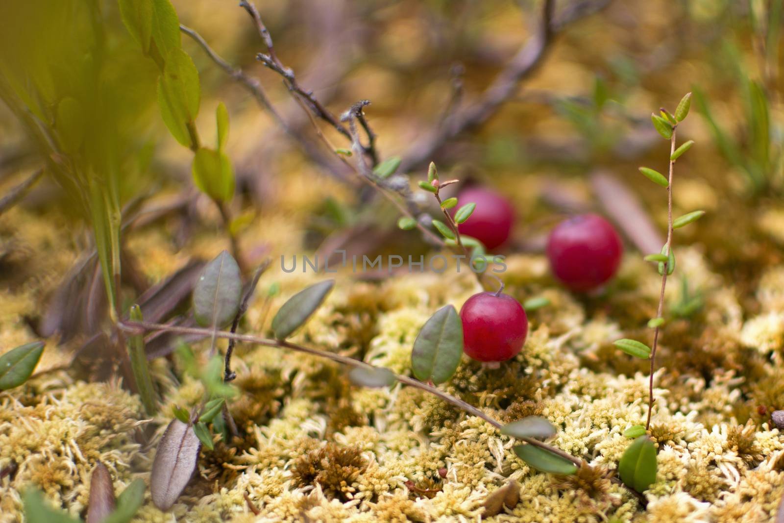 Wild cranberries growing in bog, autumn harvesting. Fresh ripe cranberries on the moss, closeup by esal78