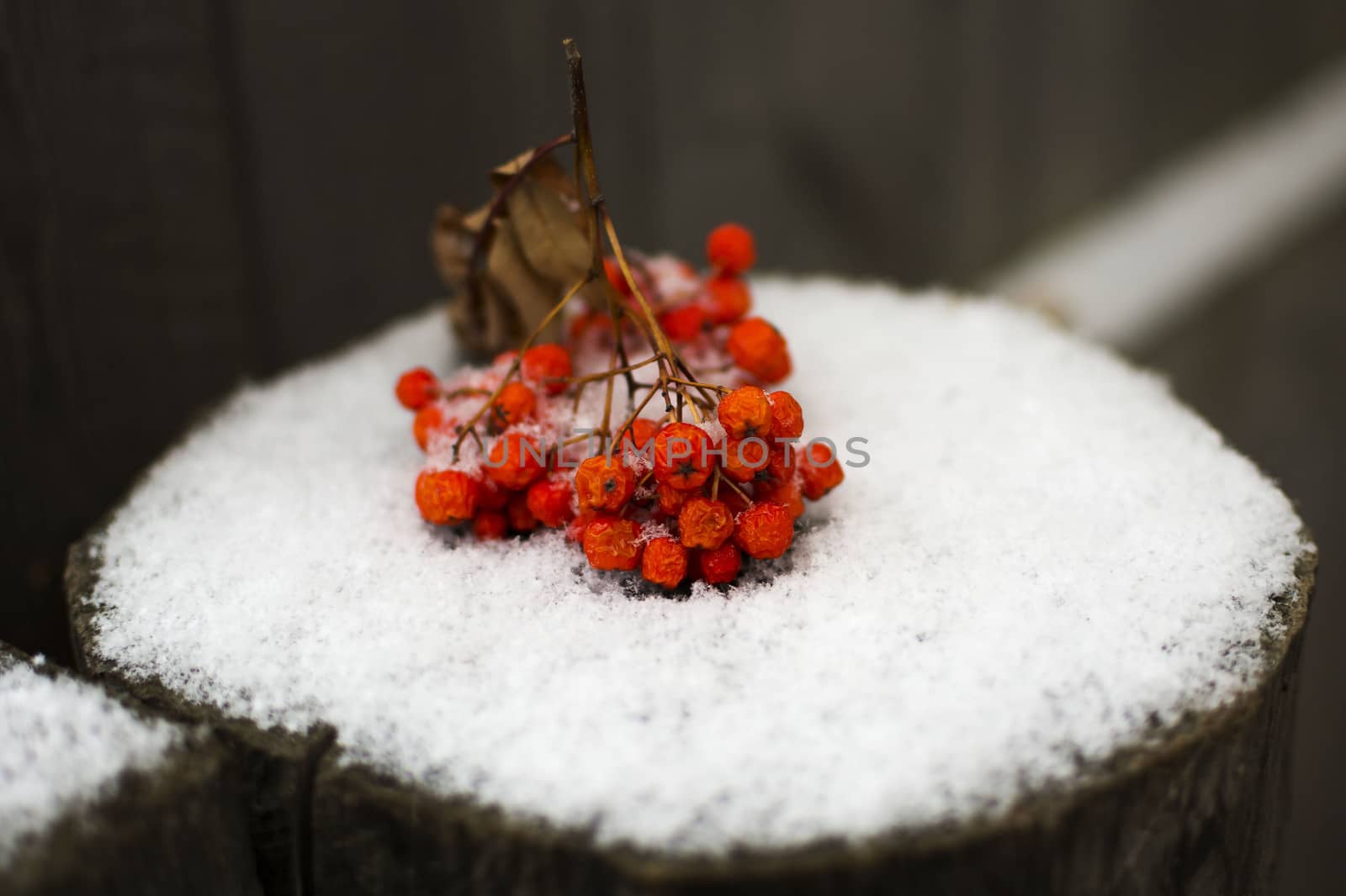A red rowan-berry branch lies on the brown stump and first snow