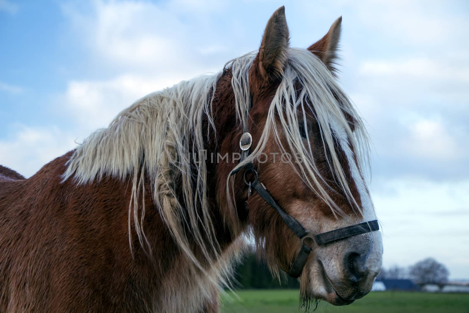 Jutland horse closeup on a cloudy day. Equus ferus caballus.