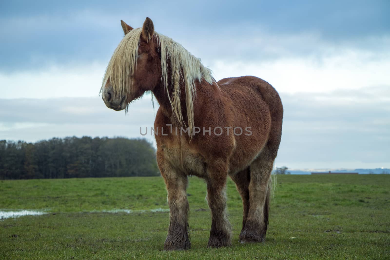 Jutland Horse, Equus ferus caballus by Mads_Hjorth_Jakobsen