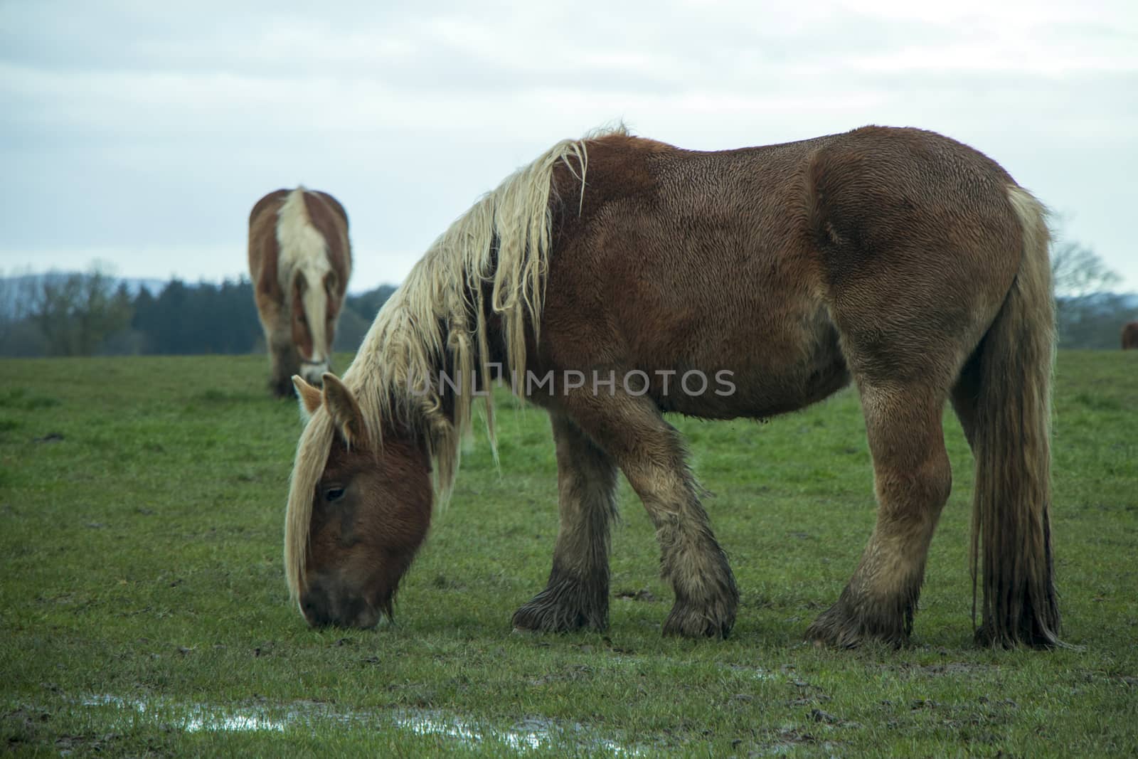 Jutland horses eating green grass on field on a cloudy day, Equus ferus caballus