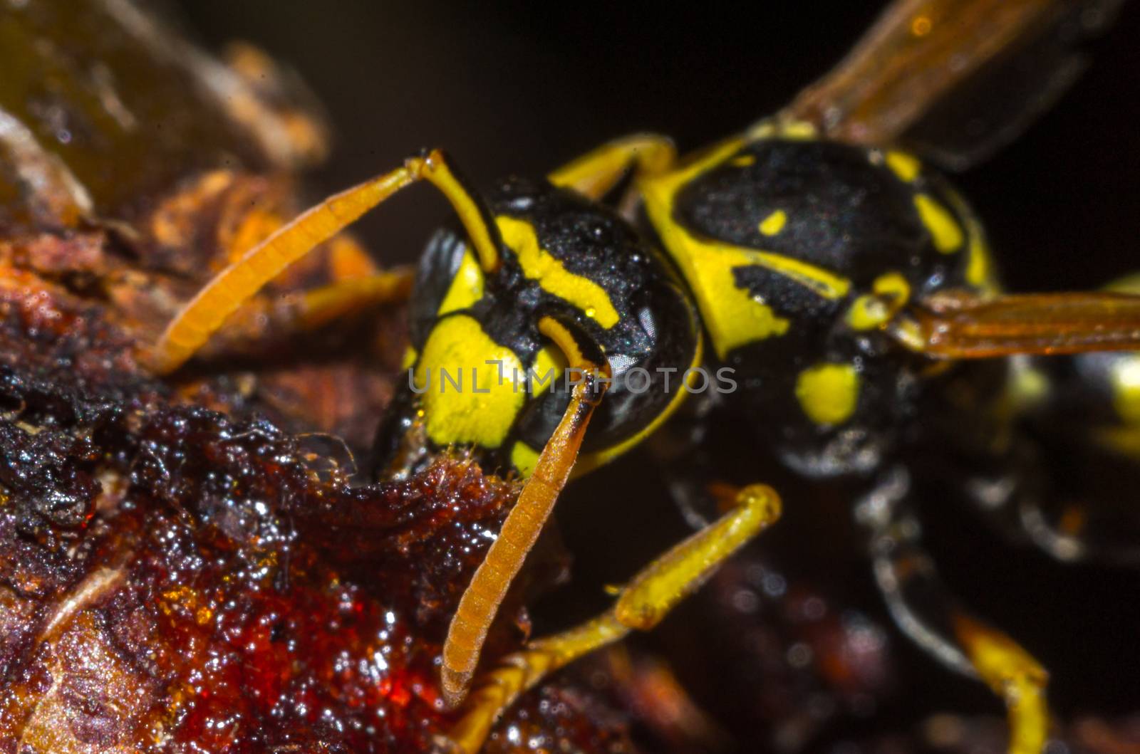 wasp on a black background insect macro wild