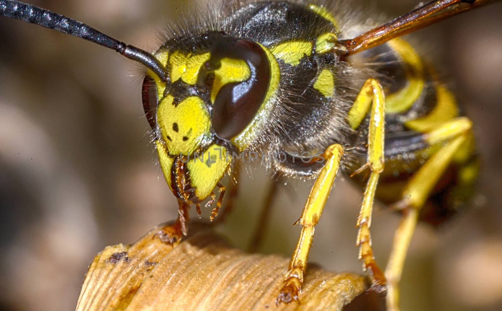 the head of the insect wasp by darksoul72