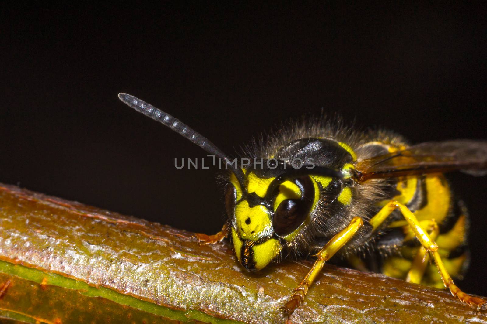 wasp on a black background insect macro wild