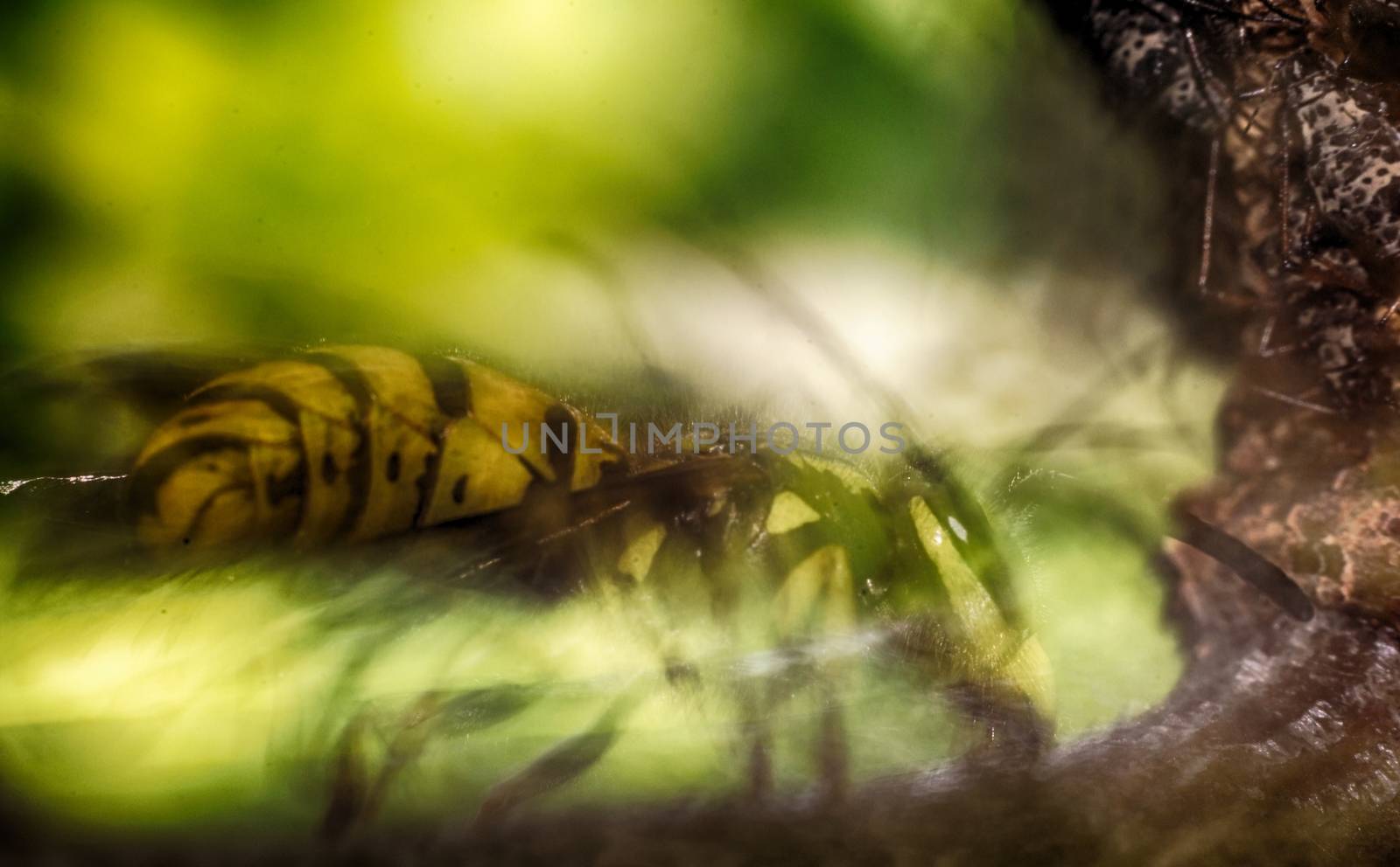 wasp on a black background insect macro wild