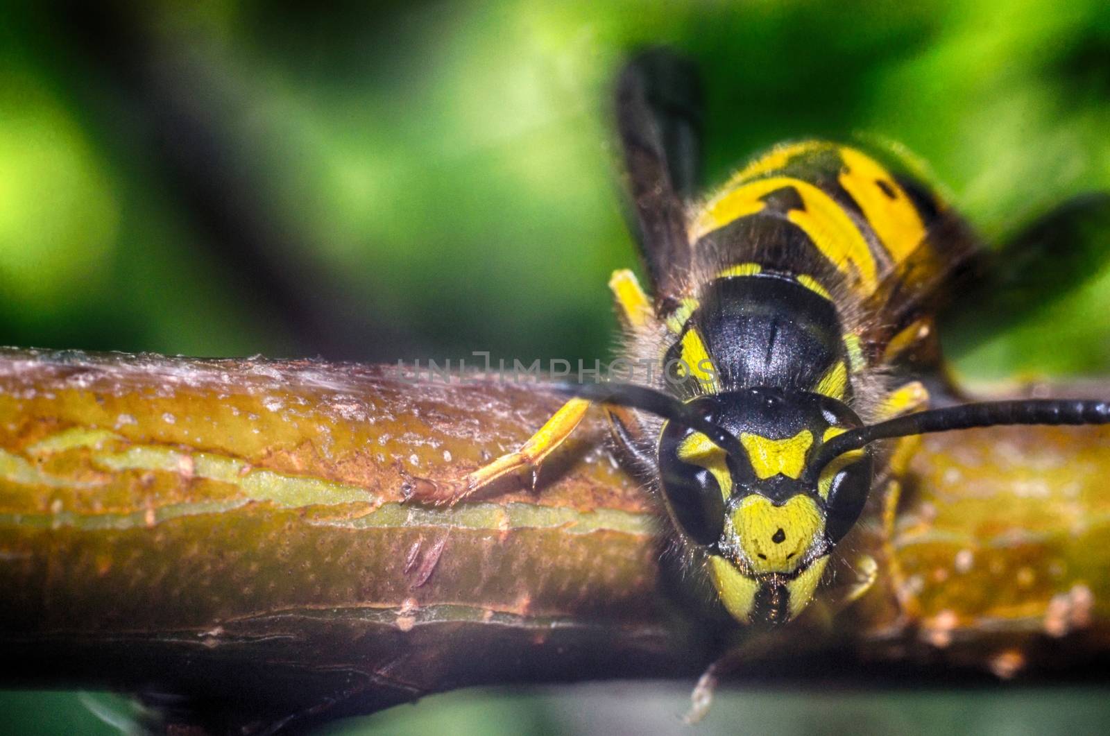 wasp on a black background insect macro wild