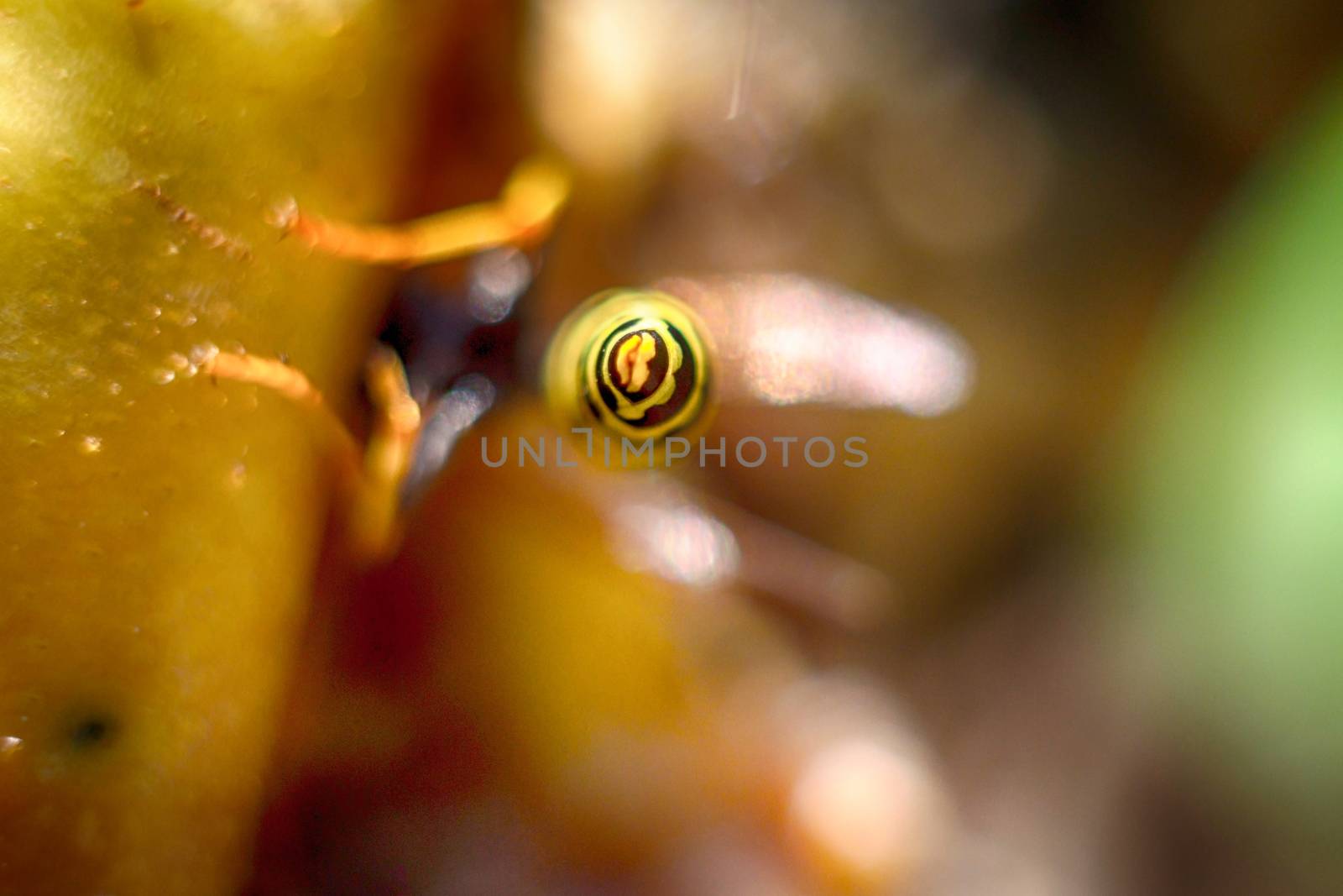 wasp on a black background insect macro wild