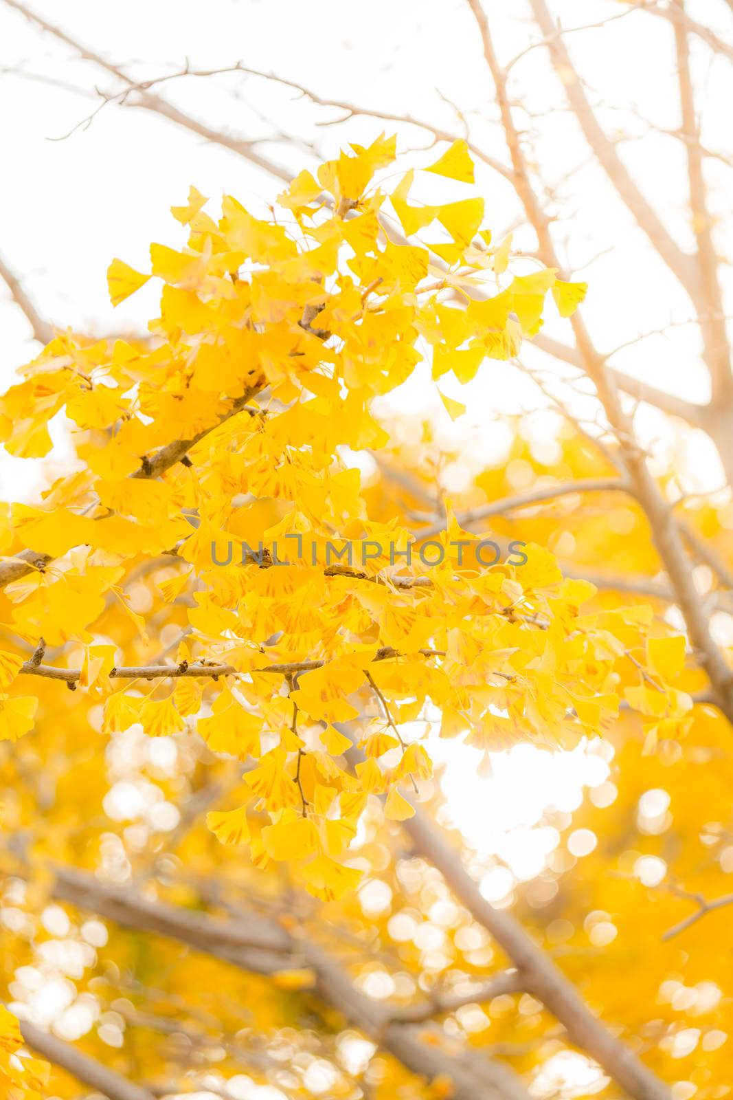 Ginkgo trees in Autumn in Tokyo Japan