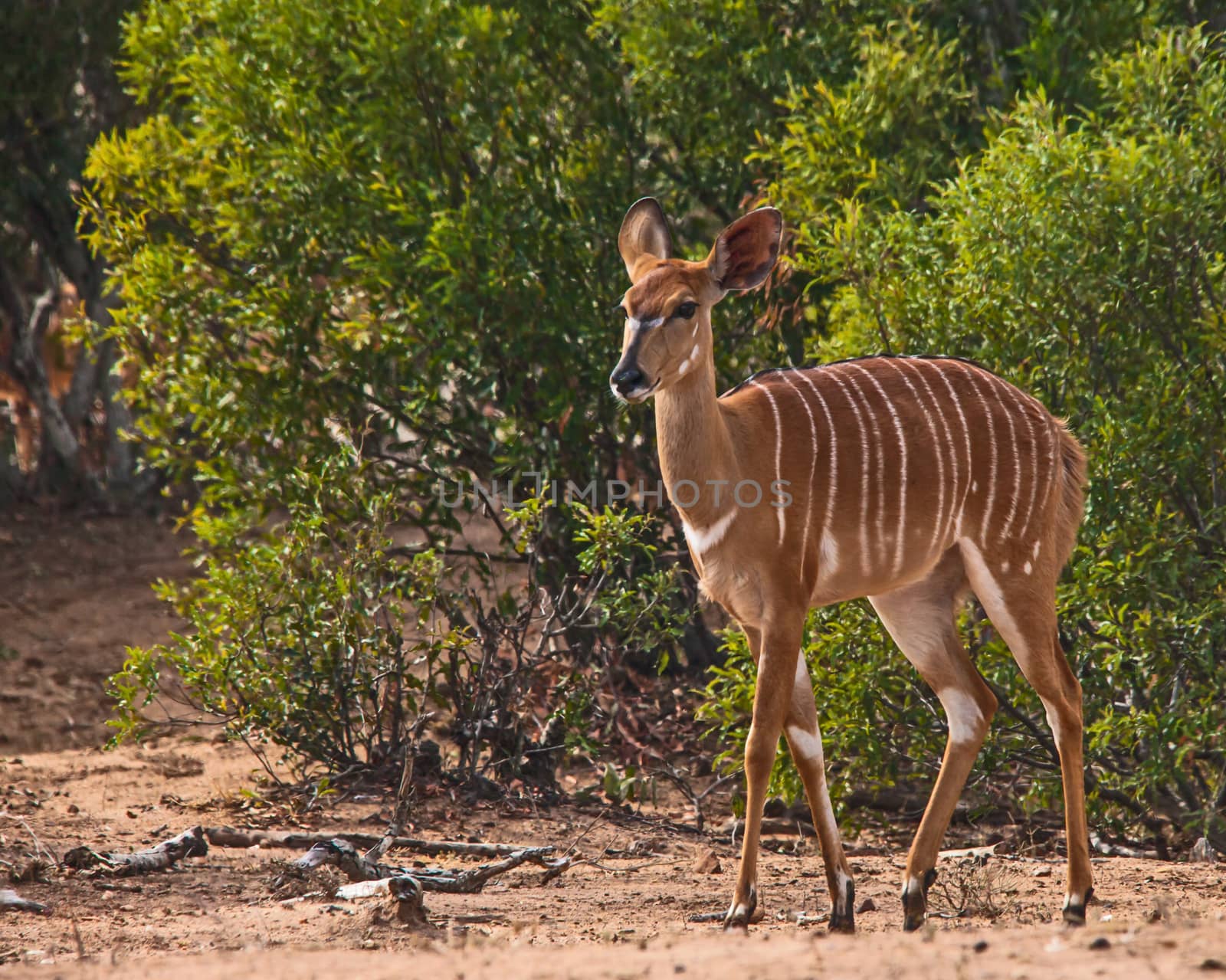 Nyala (Trelaphus angasii) by kobus_peche