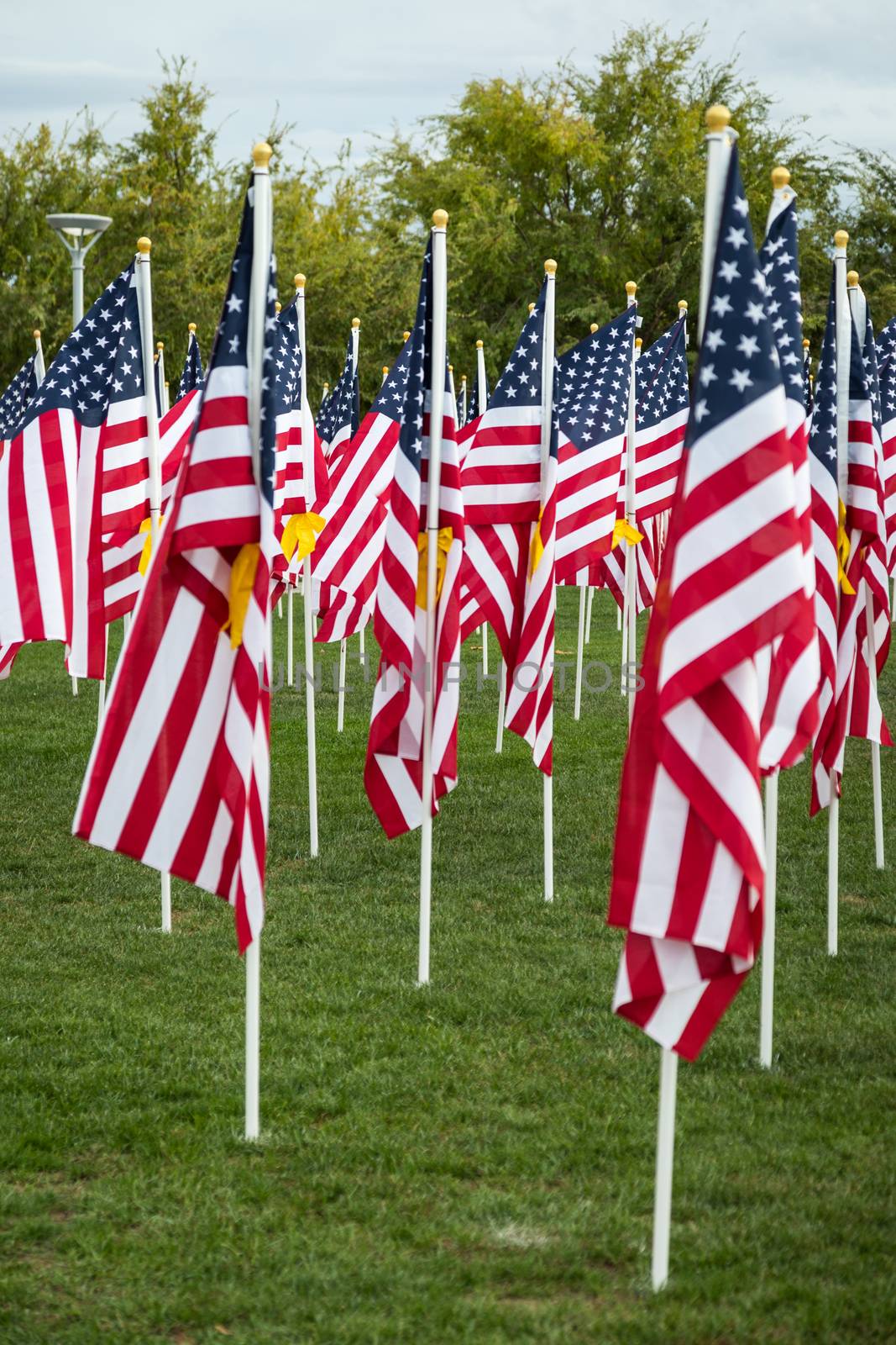 Field of Veterans Day American Flags Waving in the Breeze. by Feverpitched