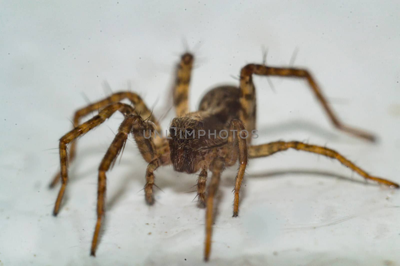 Close up of a spider macro photo