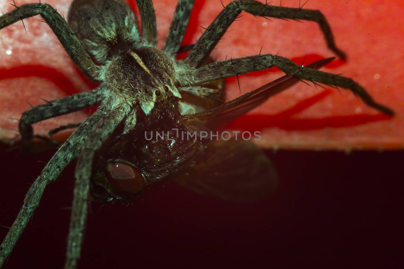 Close up of a spider macro photo of a large spider