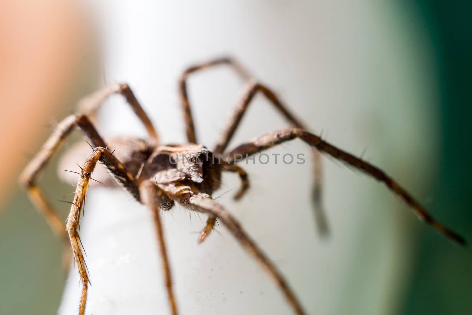 Close up of a spider macro photo