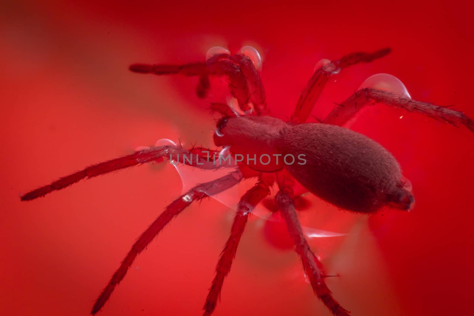 Close up of a spider macro photo of a large spider