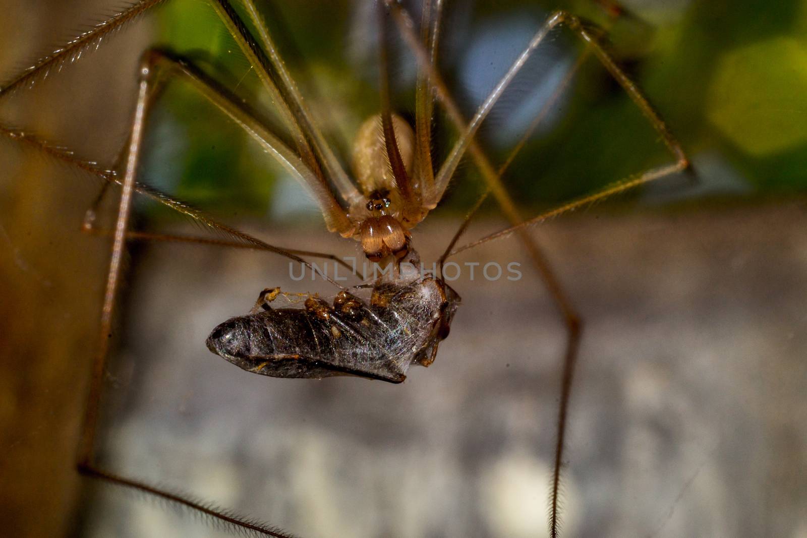 Close up of spider macro photo insect