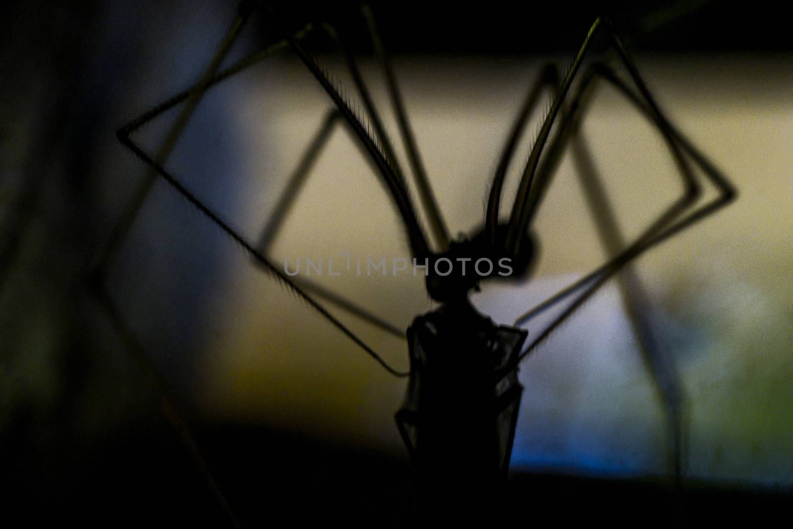 Close up of spider macro photo insect