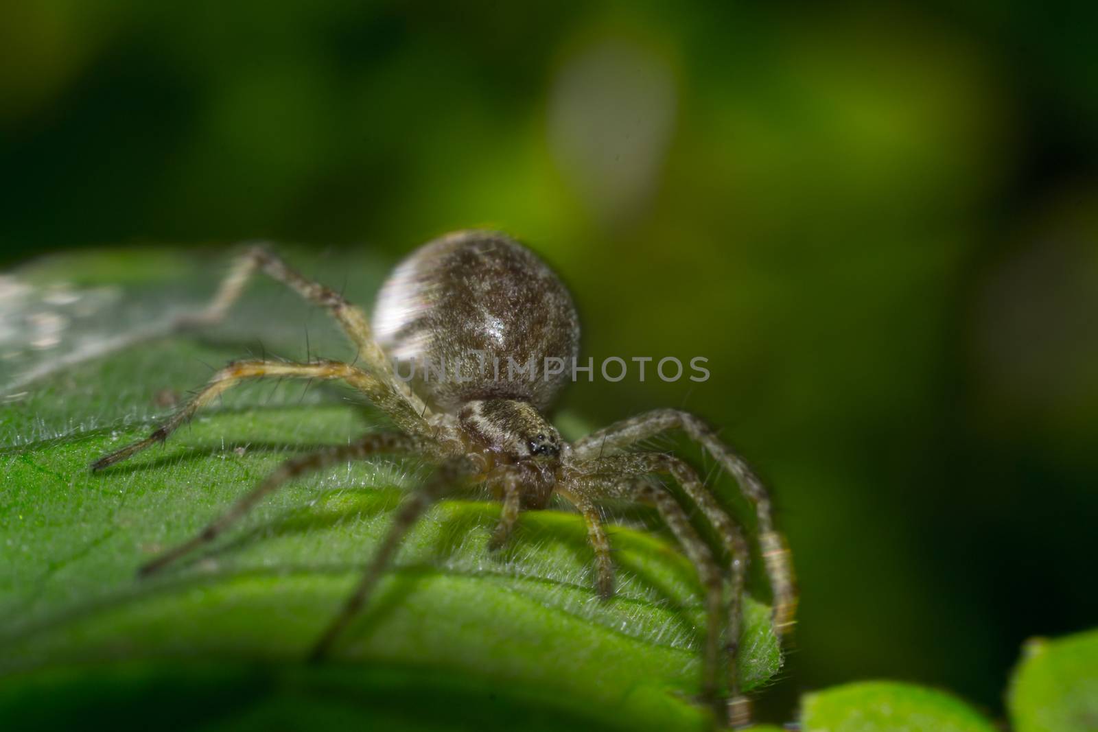 Close up of spider macro photo insect