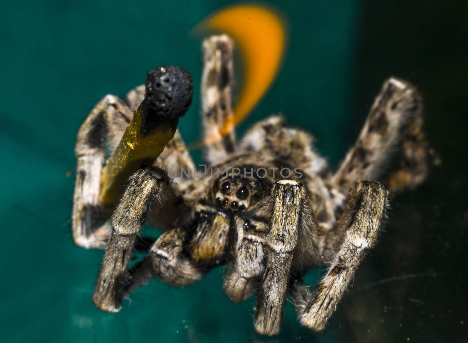 Close up of a spider macro photo of a large spider