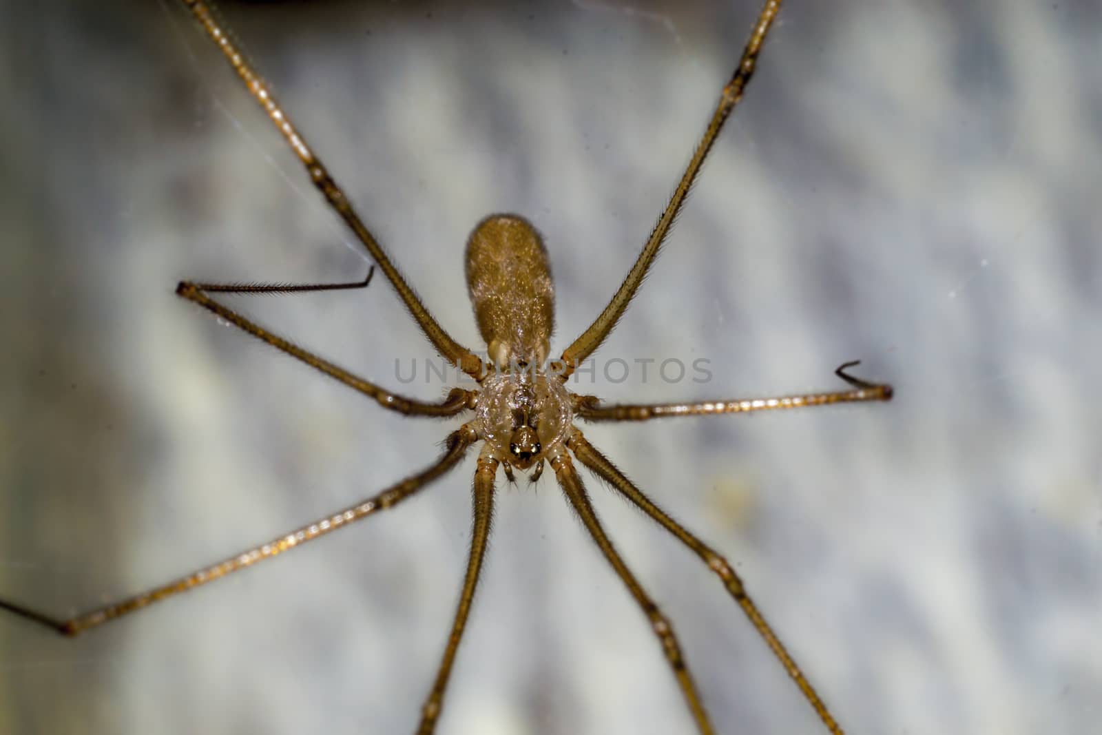 Close up of a spider macro photo