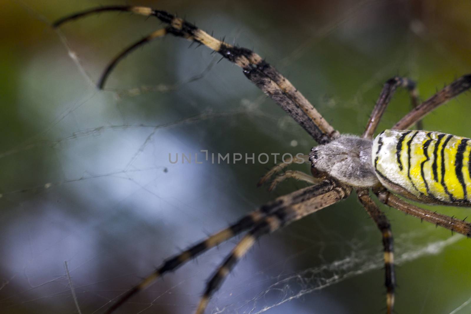 Close up of spider macro photo insect