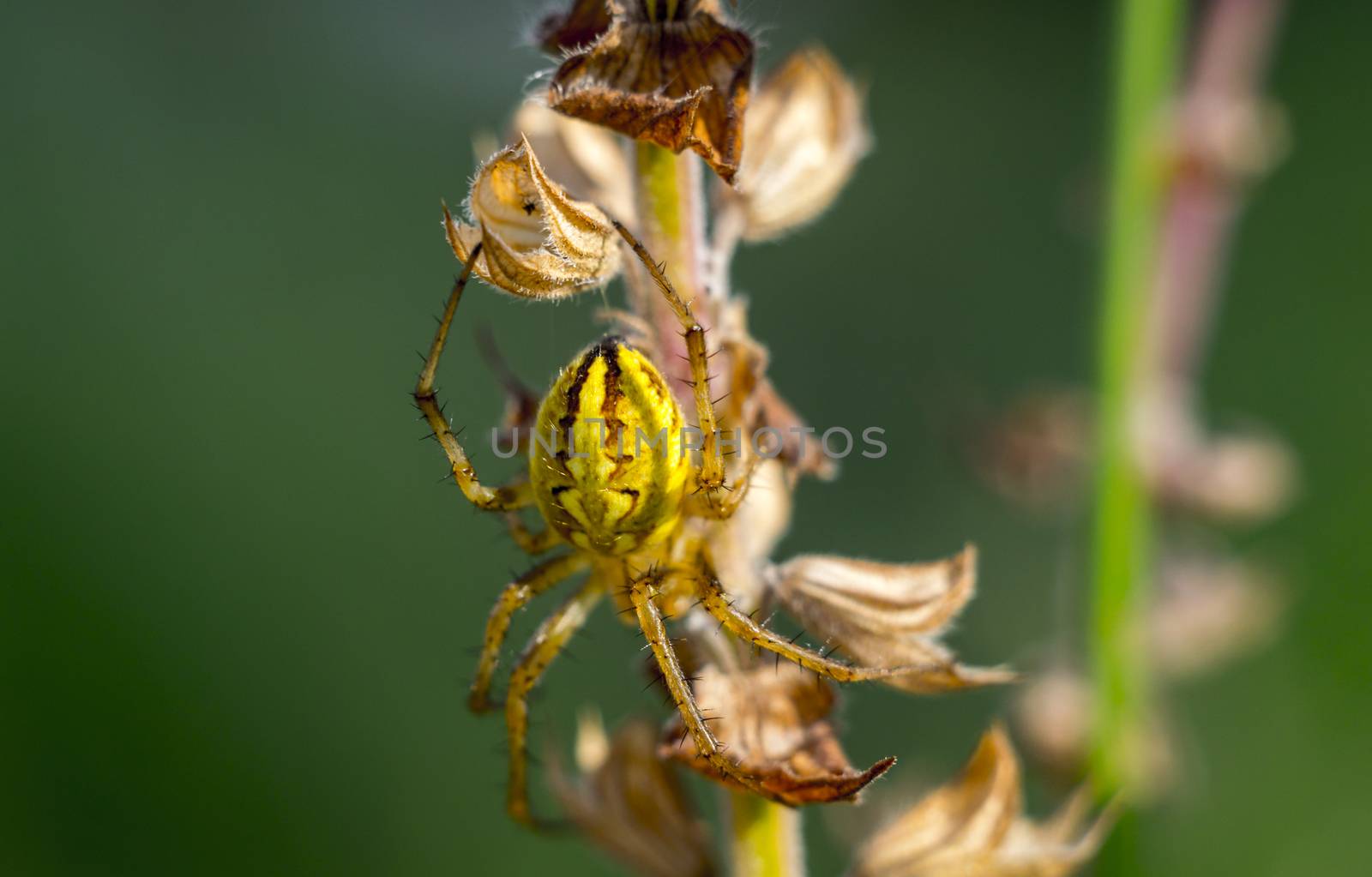 Close up of spider macro photo insect