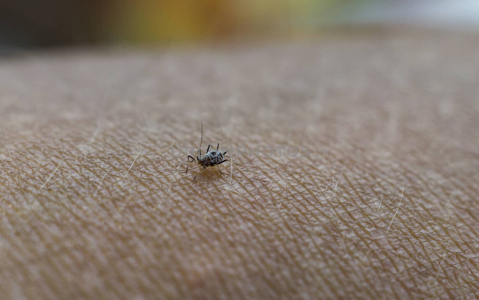 Close up of a spider macro photo of a large spider