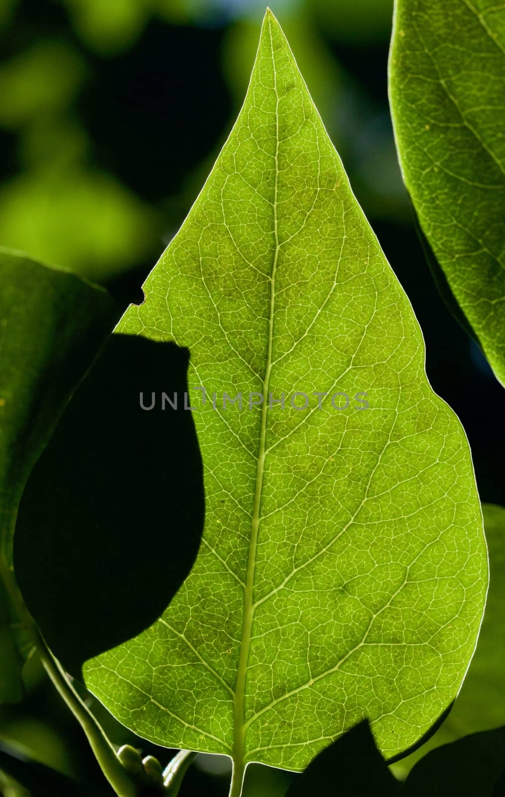 Back lit green leaf