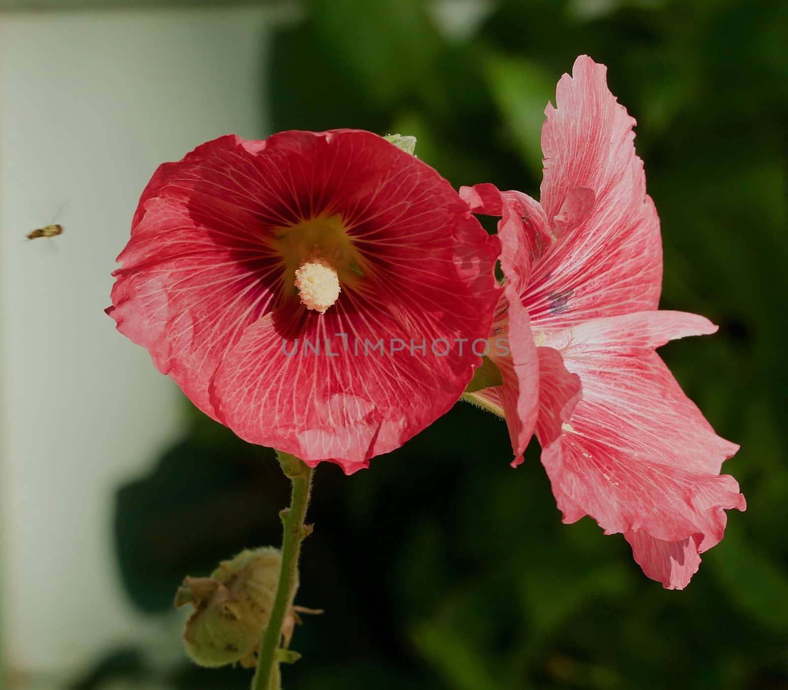 Red hollyhocks closeup against green