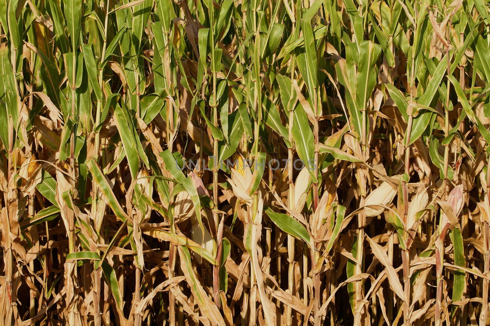 Vertical field corn background