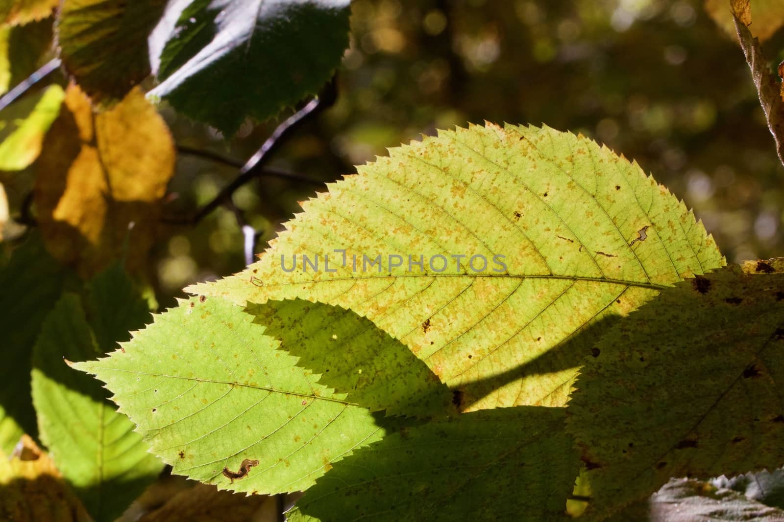 Sun back lit leaves and shadows