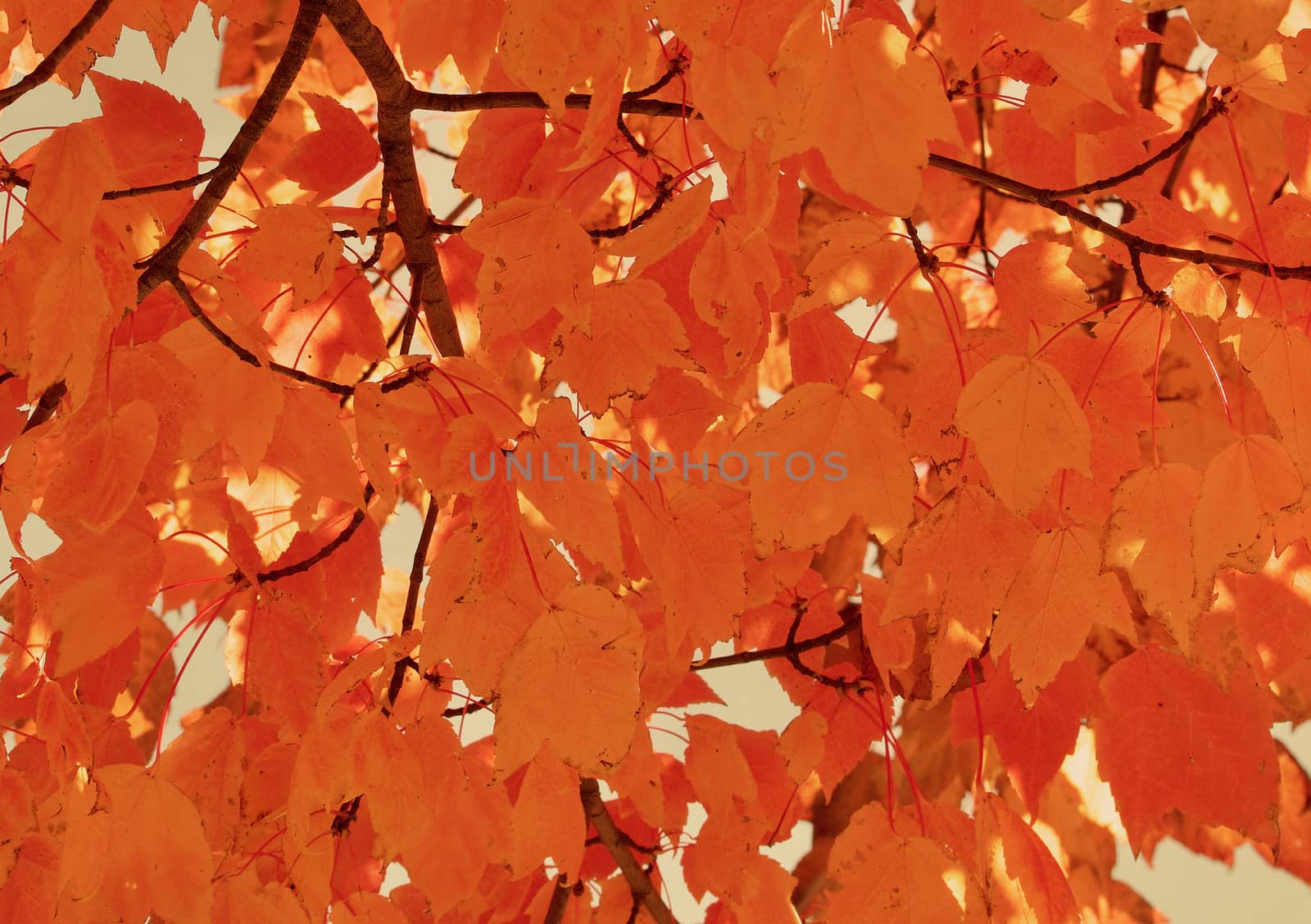 Golden orange autumn leaves closeup