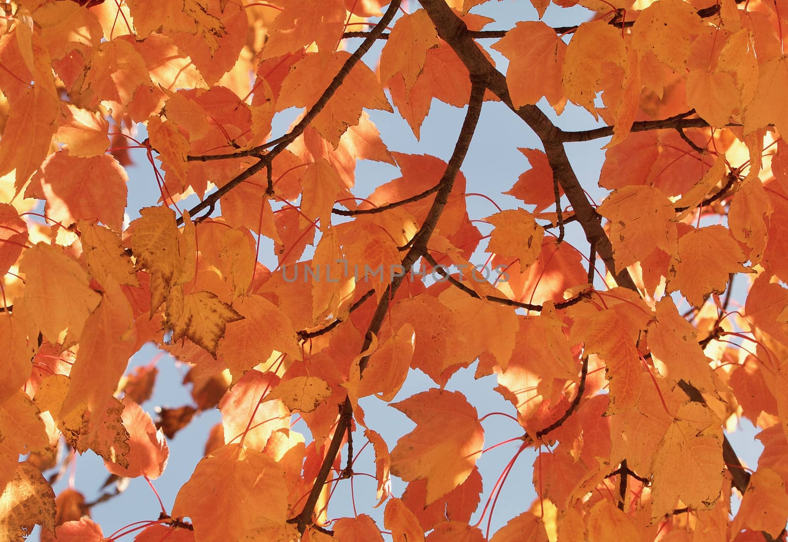 Yellow orange maple leaves closeup