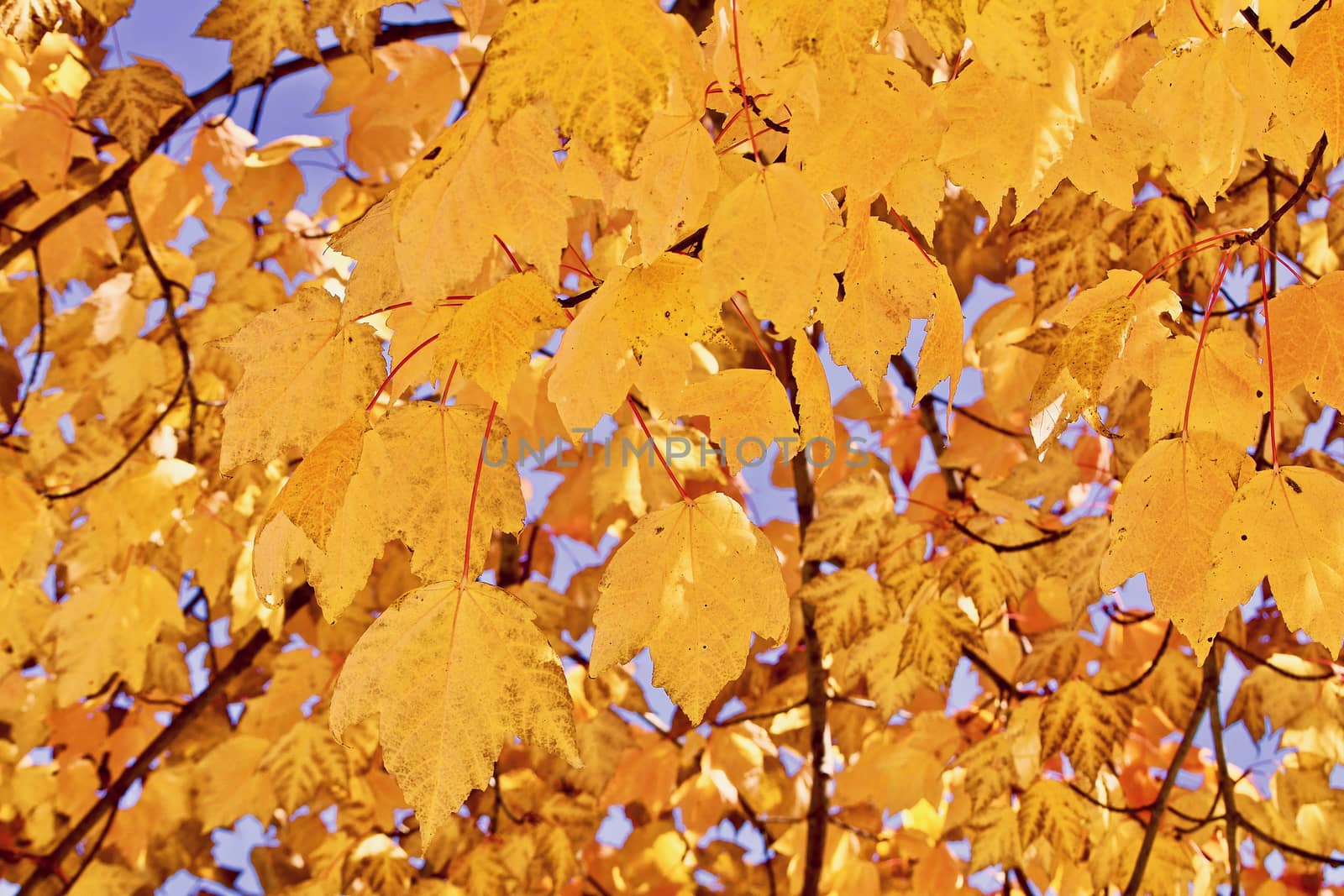 Yellow autumn maple leaves