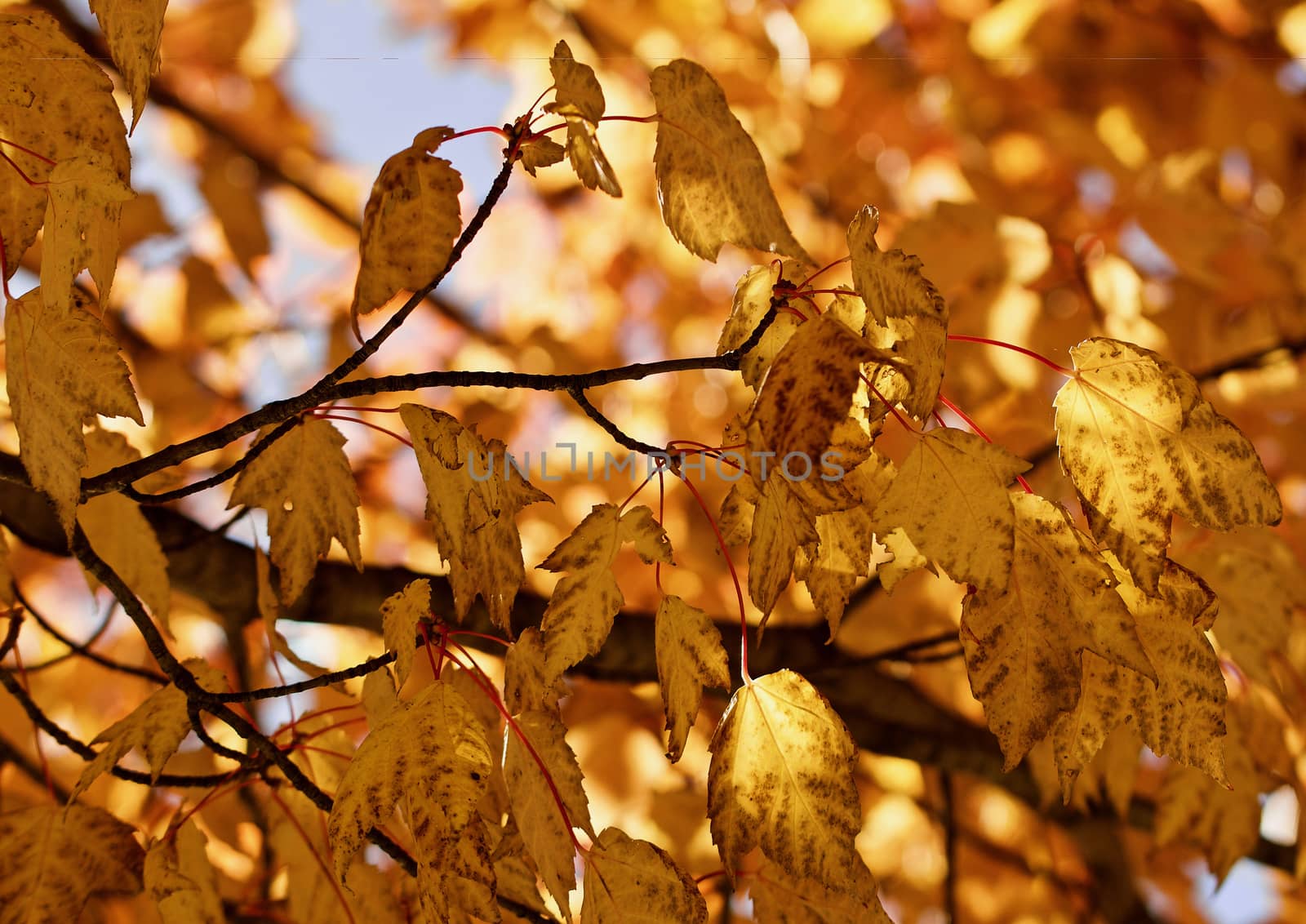 Gold and brown autumn maple leaves