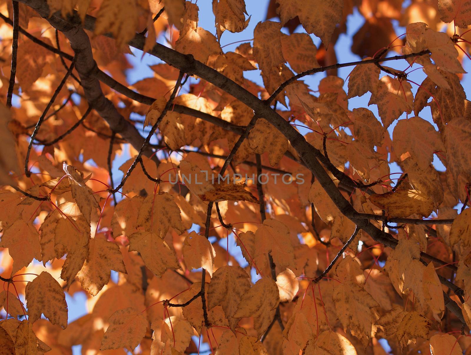 Orange pink autumn maple leaves