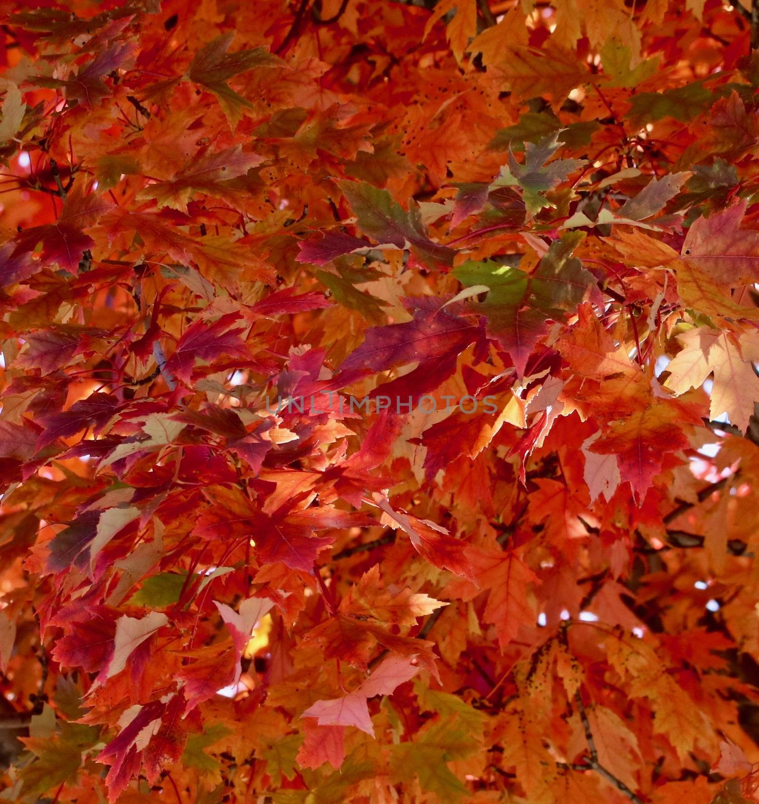 Brilliant orange and green autumn leaves