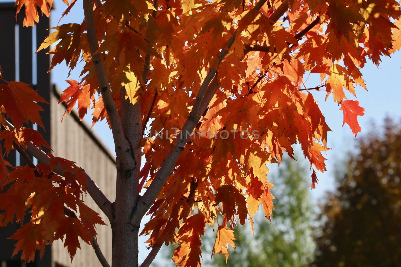 Golden orange maple leaves