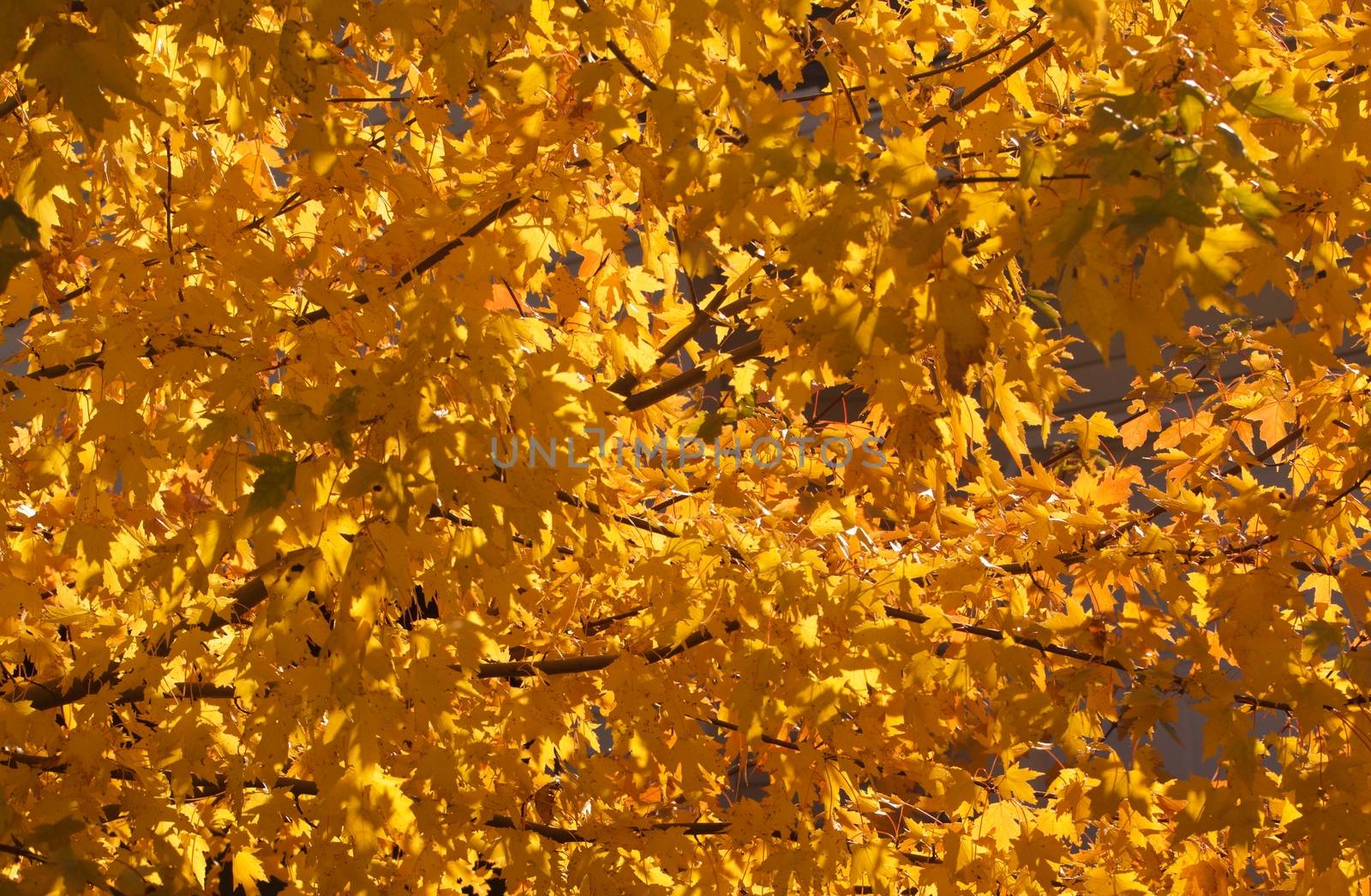 Nature's golden stained glass