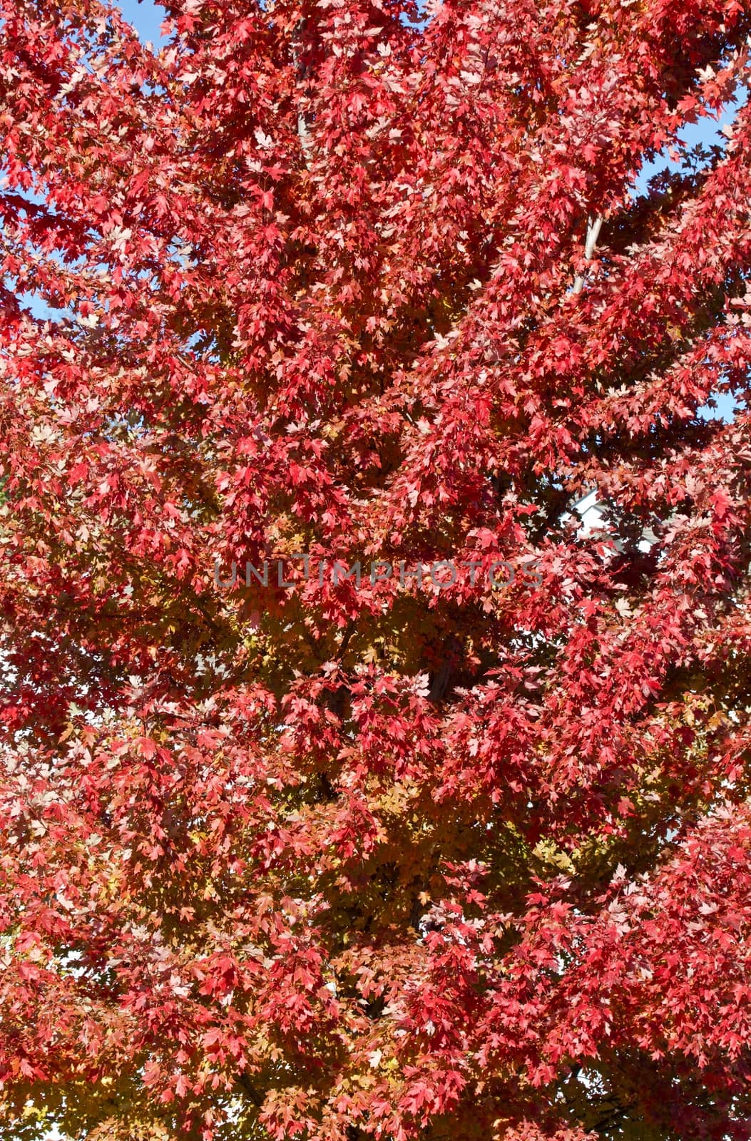 Red autumn maple leaves
