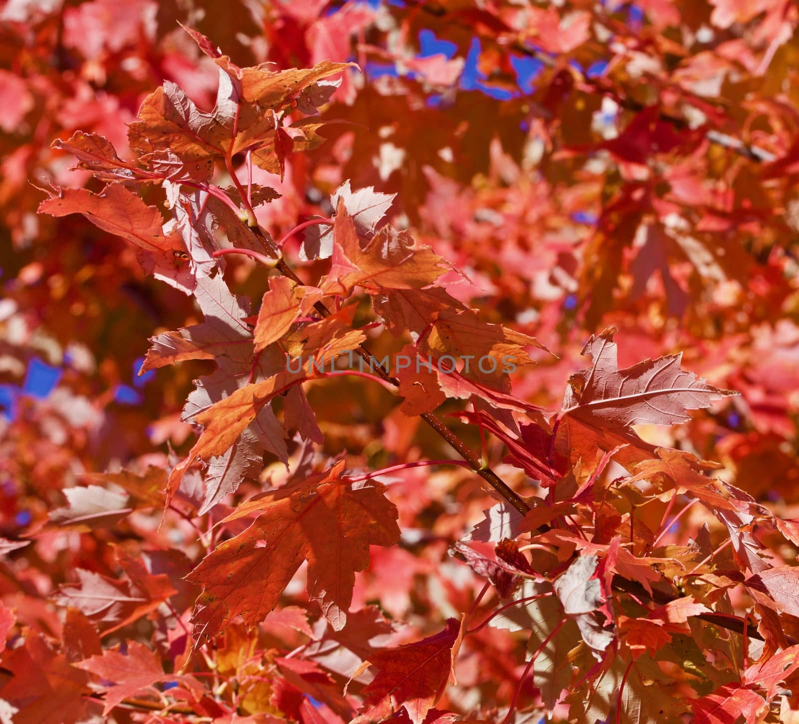 Orange red maple leaves closeup