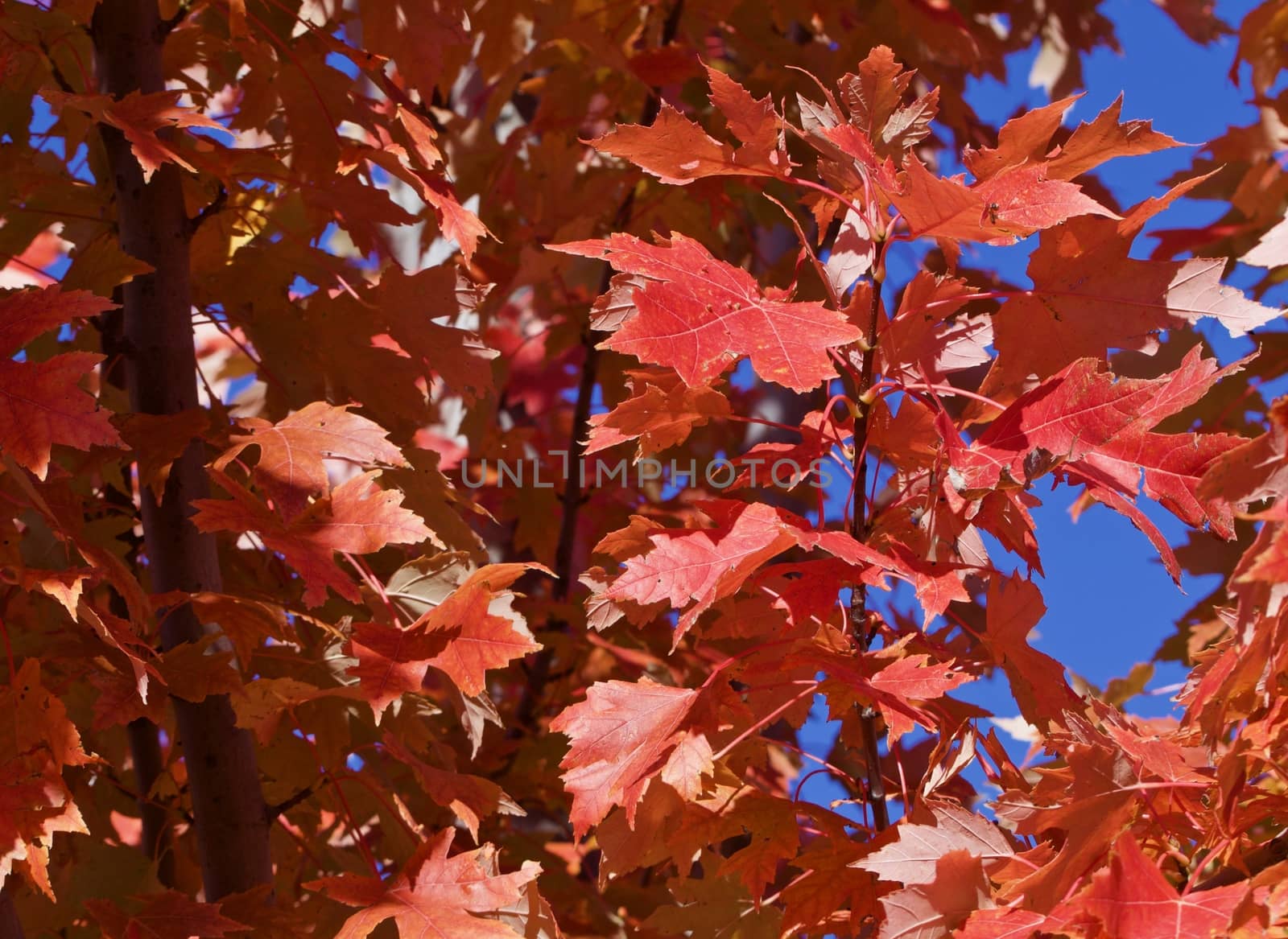 Golden red autumn maple leaves