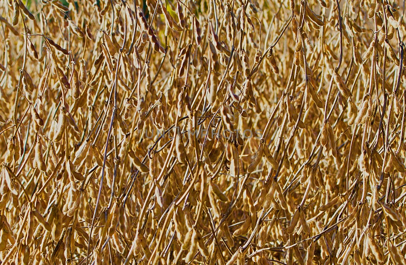 Ready to harvest soy beans closeup