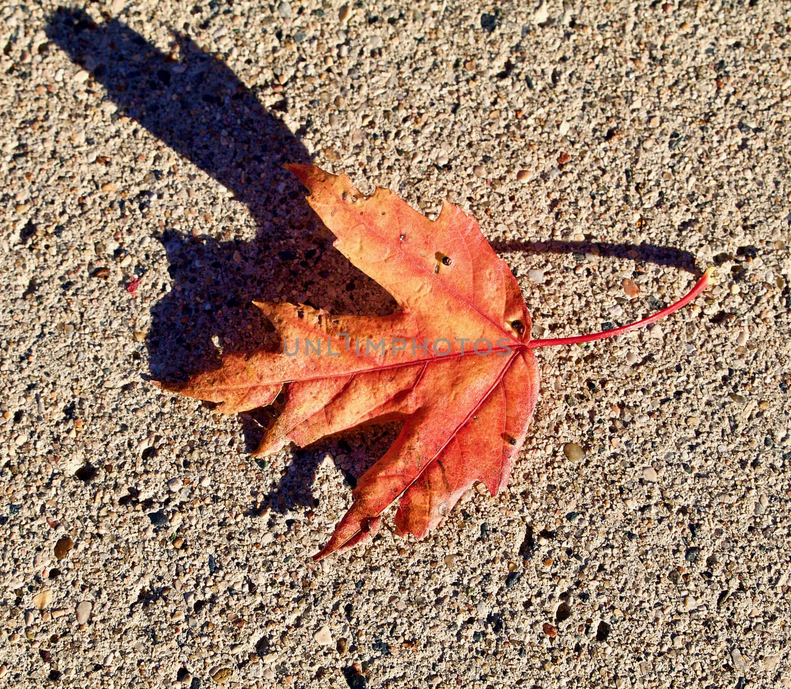 Single autumn maple leaf