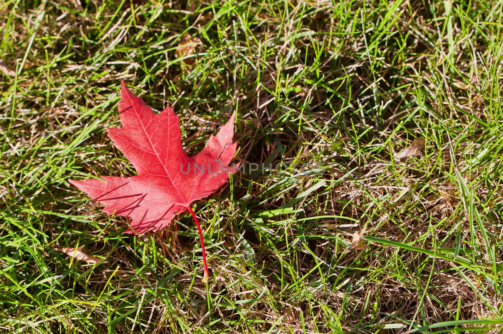 Red autumn maple leaf in the grass