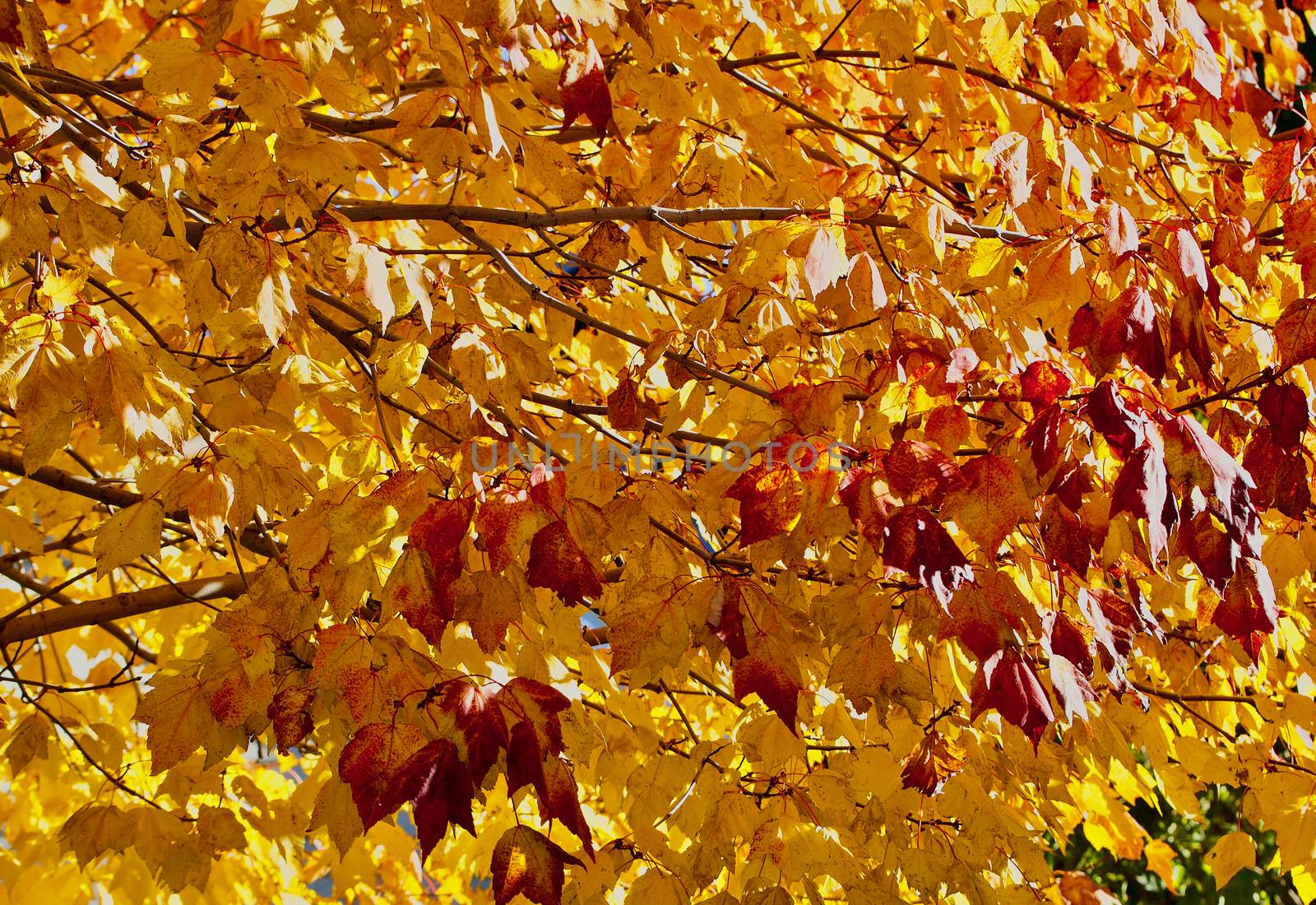 Yellow and rust maple leaves