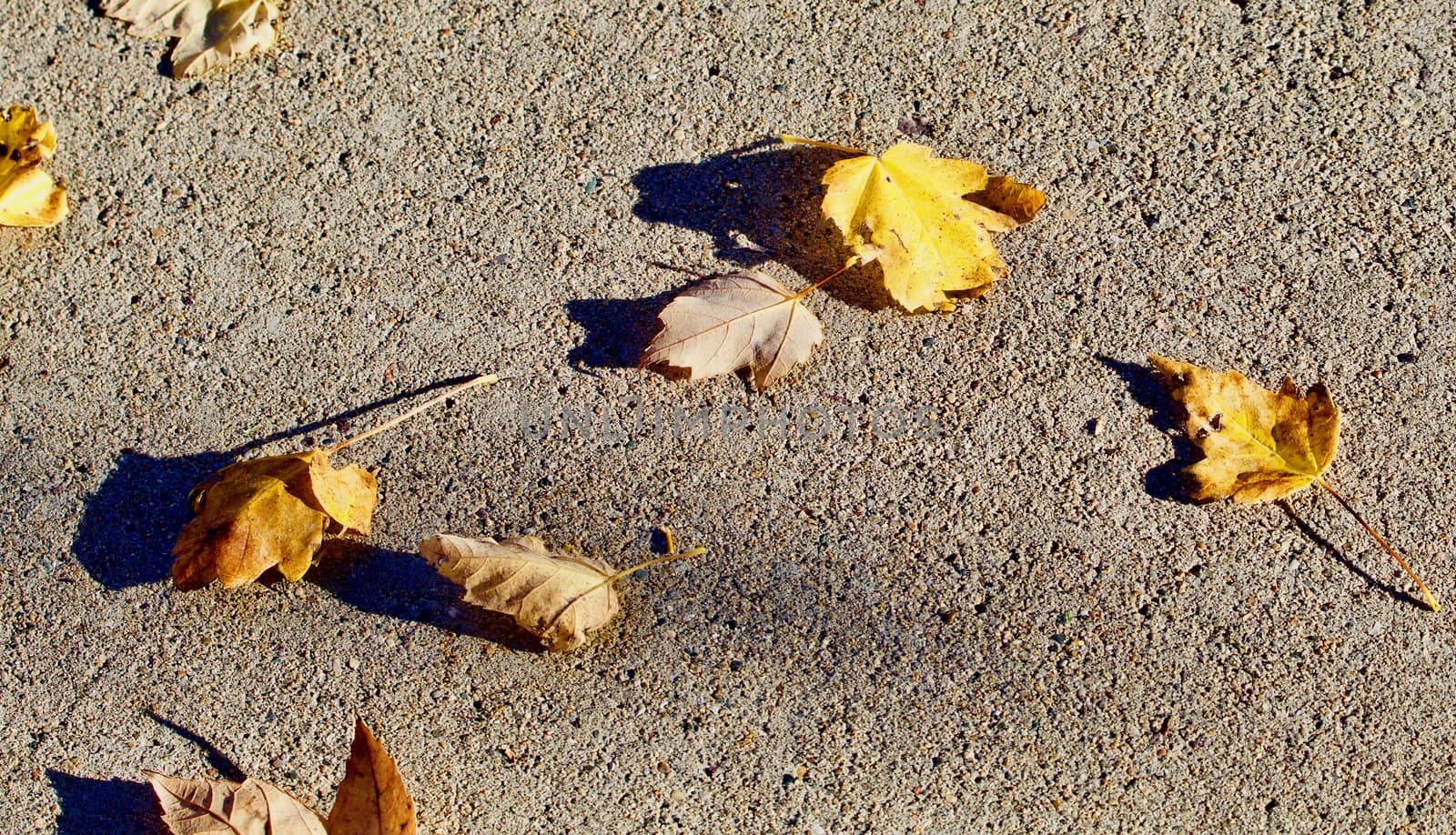 Autumn leaves on the sidewalk